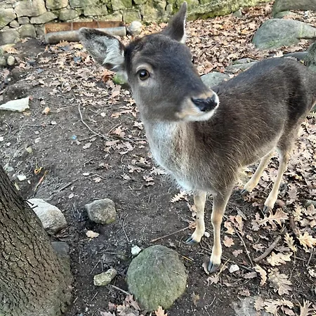 אתר נופש комплекс ливадите