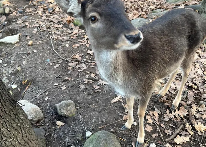 אתר נופש комплекс ливадите